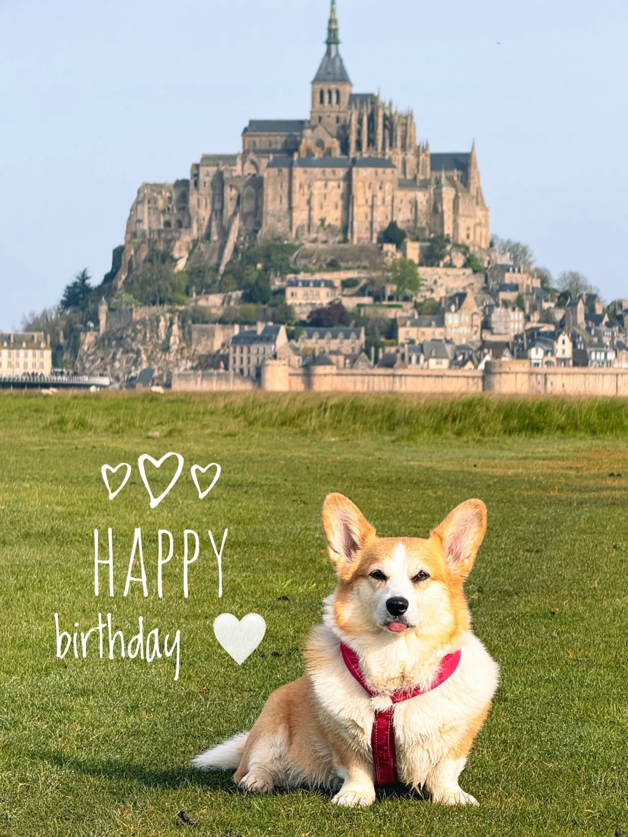Corgi Coding Coding Corgi